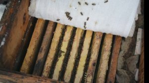Как зимуют наши пчелки