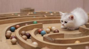 РАЗВЛЕКАТЕЛЬНОЕ ВИДЕО ДЛЯ ДЕТЕЙ