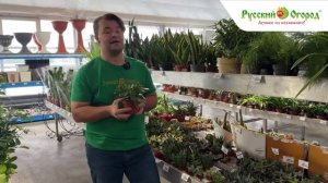 Сочные суккуленты. Рекомендации по уходу.