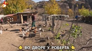 Содержание кур в домашних условиях и других птиц во дворе у Роберта 🐣🐤🦆🐔🪿🦃 (365)