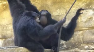 Это Самые Быстрые и Ловкие обезьяны на планете - ГИББОНЫ!