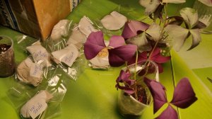 Новинки, посадка кислиц