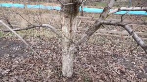 Современный подход к обрезке груш дает должный результат.