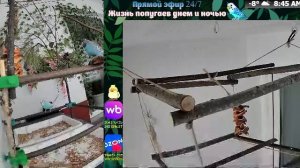 Волнистые попугаи 🦜🦜🦜 | авиарий на балконе📍