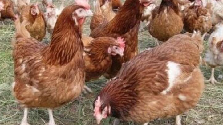 Вот такое хозяйство...