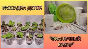 Отсадка и рассадка деток фиалок. "Фиалочный базар".