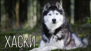 факты о  породе — СИБИРСКИЕ ХАСКИ 🐺