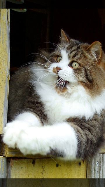 Безбилетный заяц