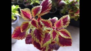 Колеусы в декабре. Моя коллекция колеусов.