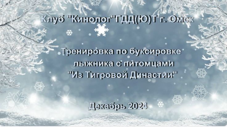 2024 Тренировка по буксировке лыжника с питомцами  Из Тигровой Династии