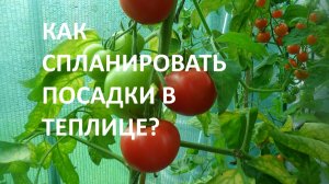 Томаты в теплице__Как спланировать посадку томатов в теплице для большого урожая_