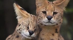 Каримба. Африканские напевы.