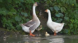 НЕВЕРОЯТНО КРАСИВАЯ! ОЧЕНЬ ТРОГАТЕЛЬНАЯ, НЕЖНАЯ, ЧАРУЮЩАЯ МУЗЫКА ДЛЯ ДУШИ!