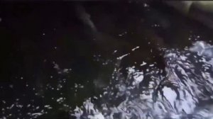 Видео от За Трофеем: Охота и Рыбалка