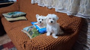 Мои красотки...