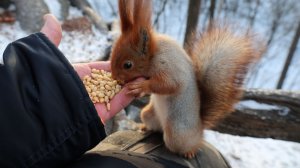 Прибежала Рыжая