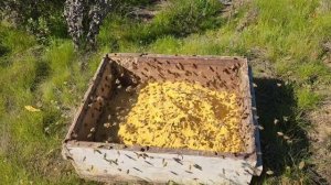 1000088333.mp4 Погода супер раздаем протеиновые лепешке