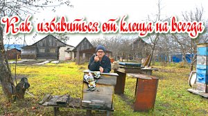Как эффективно избавиться от клеща и какими препаратами я пользуюсь. Слет пчел.