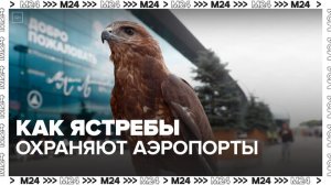 Орнитолог рассказала, как ястребы-тетеревятники работают в столичных аэропортах