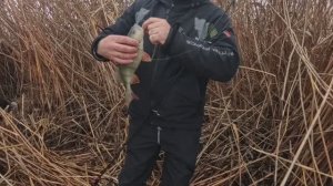 Рыбалка! Трофейный  Окунь на спиннинг!