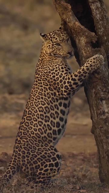 Включите звук, чтобы насладиться естественными звуками