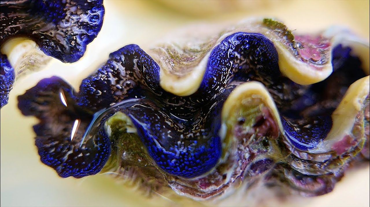 Японская уличная еда - моллюск сашими чеснок и сливочное масло смотреть онлайн