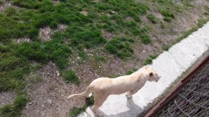 17 апреля. Парк львов _Тайган_ 🦁🦁🦁 часть 1