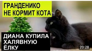 САМВЕЛ АДАМЯН, ОБЗОР ОТ СК, ГРАНДЕНИКО НЕ КОРМИТ САЙГАКА, ДИВАНКА КУПИЛА ХАЛЯВНУЮ ЕЛКУ..