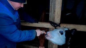 В МИРЕ ЖИВОТНЫХ #ЖИЗНЬ В ДЕРЕВНЕ