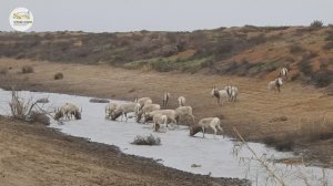 Приоткрывая заповедные двери... Степные рыцари