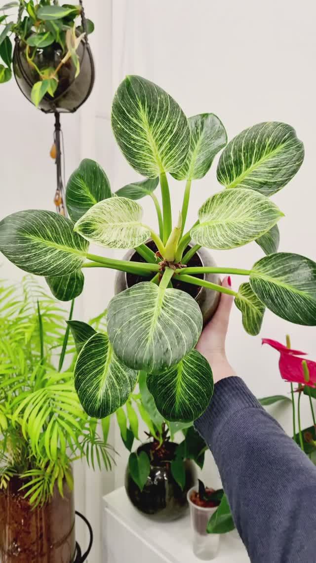 Филодендрон в мхе сфагнум фускум