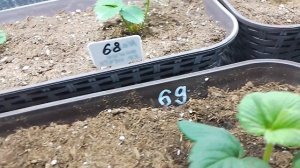 Китайские сорта клубники.Мой зимний эксперимент.