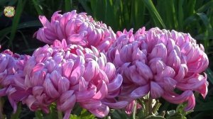 ДЕКАБРЬ с 18 по 22: Что и Когда Можно Делать в Дни Гекаты и Новолуния?