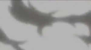 Гормити Трейлер