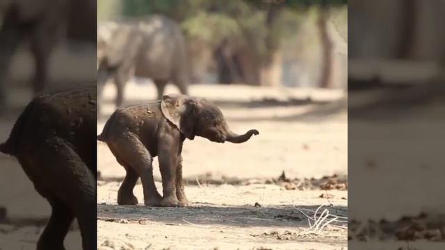 Первые шаги слонёнка