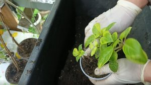 Работы прибавляется. Что за гость в цветочном горшке?