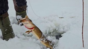 Зимняя Рыбалка. Три Дня Рыбачу на Озере. Щуки на Самоловки.