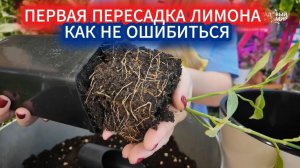 ПЕРВАЯ ПЕРЕСАДКА ЛИМОНА ПОСЛЕ ПОКУПКИ. КАК НЕ ОШИБИТЬСЯ С ВЫБОРОМ ГОРШКА И ГРУНТА.
