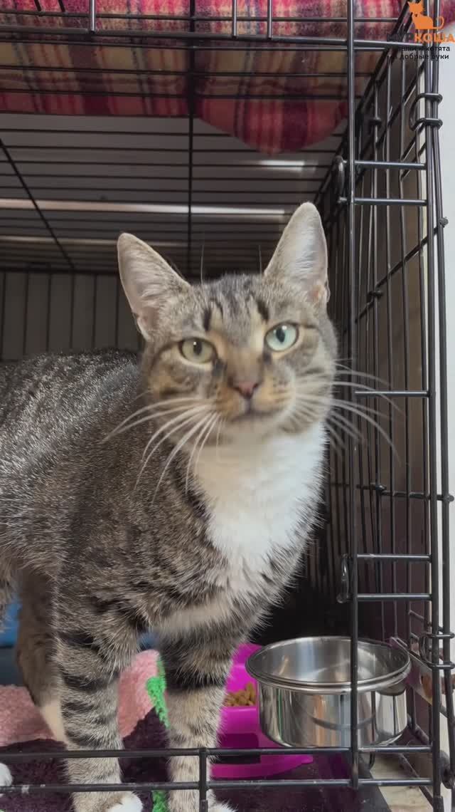 Кирисса ждёт вас в приюте #Муркоша