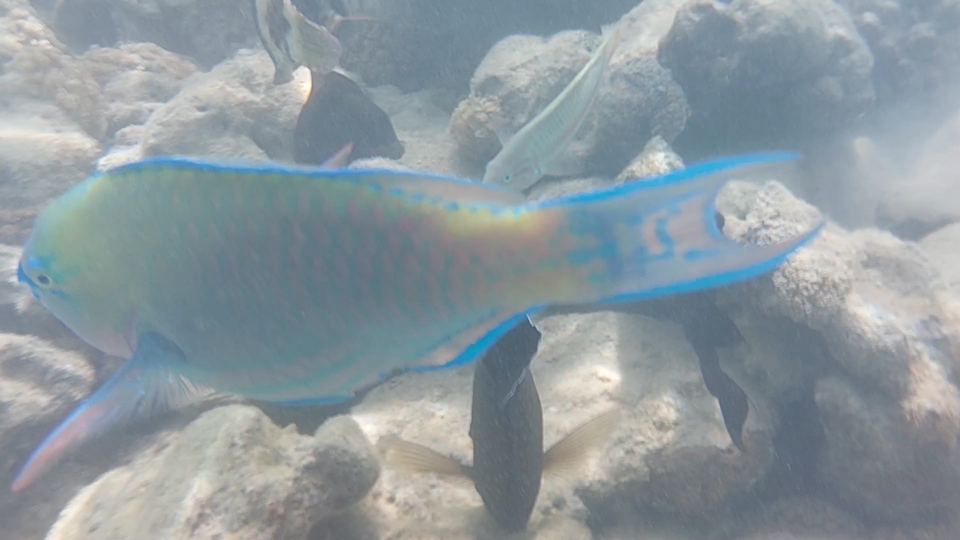 Съёмка под водой в море