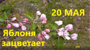 В саду 20 мая
