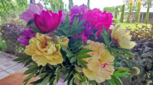 Цветение пионов 2025