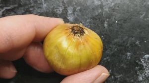 Проверенный способ: как сохранить пораженный лук севок до весны