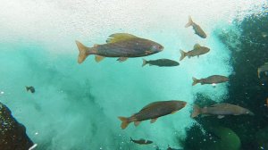 Плато Путорана глазами хариусов