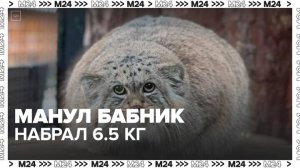 Манул Бабник набрал рекордные 6,5 кг в Центре воспроизводства редких видов животных