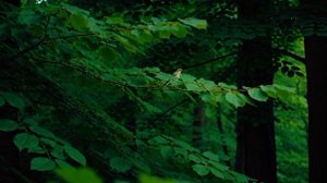 Только звуки леса и пение птиц - Зелёный лес - Идеально подойдут для вашего отдыха и сна.