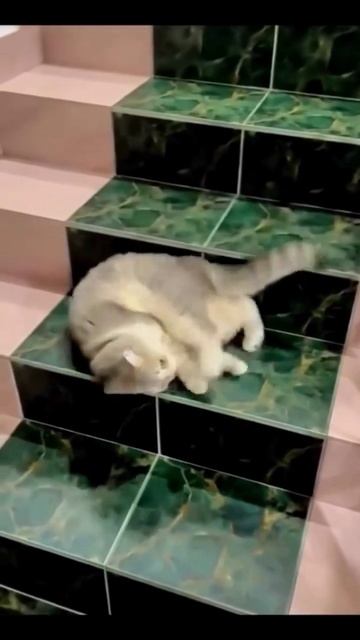 Юмор 5 звезд - #юмор #смешно #ржач #прикол #веселоевидео