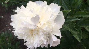 10 сортов пионов