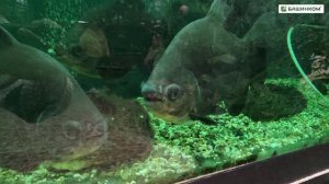 Рыбки не говорят, что им нужно. Но ветеринары понимают их без слов. Это Ветоспорин-Ж!