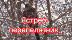 Ястреб перепелятник сидит на дереве под окном. Новосибирск. Хищные птицы Новосибирской области.